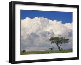 Umbrella Thorn Acacia, Lake Nakuru National Park, Kenya-Adam Jones-Framed Photographic Print