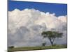 Umbrella Thorn Acacia, Lake Nakuru National Park, Kenya-Adam Jones-Mounted Photographic Print