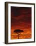 Umbrella Thorn Acacia, Masai Mara Game Reserve, Kenya-Adam Jones-Framed Photographic Print