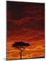 Umbrella Thorn Acacia, Masai Mara Game Reserve, Kenya-Adam Jones-Mounted Photographic Print