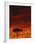 Umbrella Thorn Acacia, Masai Mara Game Reserve, Kenya-Adam Jones-Framed Photographic Print