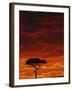 Umbrella Thorn Acacia, Masai Mara Game Reserve, Kenya-Adam Jones-Framed Photographic Print