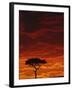 Umbrella Thorn Acacia, Masai Mara Game Reserve, Kenya-Adam Jones-Framed Photographic Print