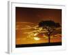 Umbrella Thorn Acacia, Masai Mara Game Reserve, Kenya-Adam Jones-Framed Photographic Print