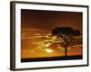 Umbrella Thorn Acacia, Masai Mara Game Reserve, Kenya-Adam Jones-Framed Photographic Print