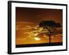 Umbrella Thorn Acacia, Masai Mara Game Reserve, Kenya-Adam Jones-Framed Photographic Print