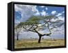 Umbrella Thorn Acacia, Serengeti National Park, Tanzania-Adam Jones-Framed Stretched Canvas