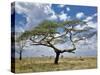 Umbrella Thorn Acacia, Serengeti National Park, Tanzania-Adam Jones-Stretched Canvas