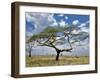 Umbrella Thorn Acacia, Serengeti National Park, Tanzania-Adam Jones-Framed Photographic Print