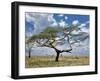 Umbrella Thorn Acacia, Serengeti National Park, Tanzania-Adam Jones-Framed Photographic Print