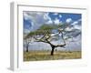 Umbrella Thorn Acacia, Serengeti National Park, Tanzania-Adam Jones-Framed Photographic Print