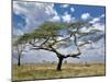 Umbrella Thorn Acacia, Serengeti National Park, Tanzania-Adam Jones-Mounted Photographic Print