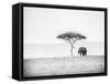 UMBRELLA THORN-Jaco Marx-Framed Stretched Canvas