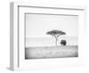 UMBRELLA THORN-Jaco Marx-Framed Photographic Print