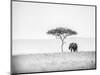 UMBRELLA THORN-Jaco Marx-Mounted Photographic Print