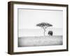 UMBRELLA THORN-Jaco Marx-Framed Photographic Print