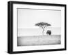 UMBRELLA THORN-Jaco Marx-Framed Photographic Print