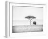 UMBRELLA THORN-Jaco Marx-Framed Photographic Print