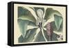 Umbrella Tree-Mark Catesby-Framed Stretched Canvas