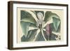 Umbrella Tree-Mark Catesby-Framed Art Print