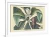 Umbrella Tree-Mark Catesby-Framed Art Print