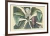 Umbrella Tree-Mark Catesby-Framed Art Print