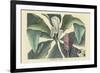 Umbrella Tree-Mark Catesby-Framed Art Print