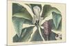 Umbrella Tree-Mark Catesby-Mounted Art Print