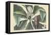 Umbrella Tree-Mark Catesby-Framed Stretched Canvas