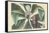 Umbrella Tree-Mark Catesby-Framed Stretched Canvas