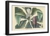 Umbrella Tree-Mark Catesby-Framed Art Print