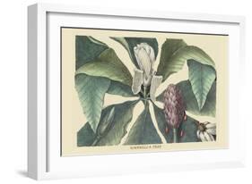 Umbrella Tree-Mark Catesby-Framed Art Print