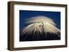 Umbrella-Akihiro Shibata-Framed Photographic Print