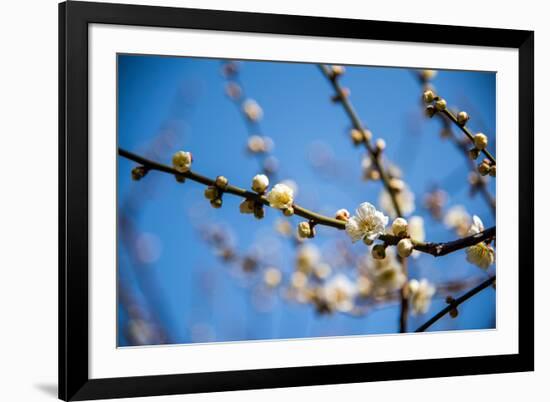 Ume Festival,Yushima Tenmangu,Bunkyo-Ku,Tokyo,Japan-Edu Vision-Framed Photographic Print