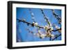 Ume Festival,Yushima Tenmangu,Bunkyo-Ku,Tokyo,Japan-Edu Vision-Framed Photographic Print