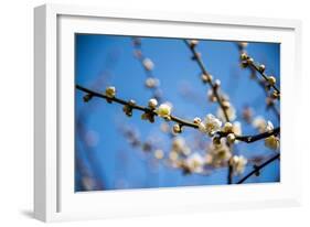 Ume Festival,Yushima Tenmangu,Bunkyo-Ku,Tokyo,Japan-Edu Vision-Framed Photographic Print