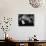 Un Clair by Lune a Maubeuge by JeanCherasse with Bernadette Lafont and Pierre Perr 1962 (b/w photo)-null-Photo displayed on a wall