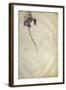 Un iris-Jacopo Bellini-Framed Giclee Print