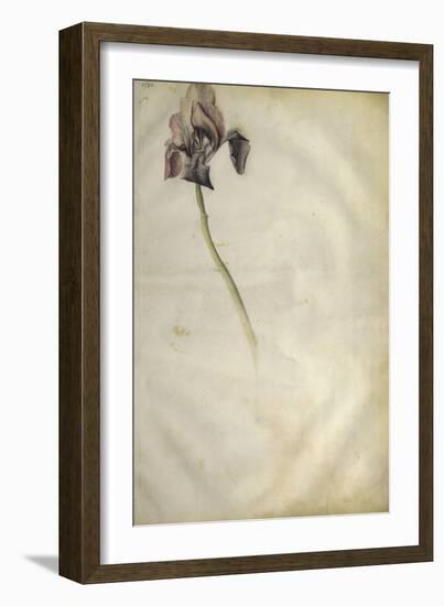 Un iris-Jacopo Bellini-Framed Giclee Print