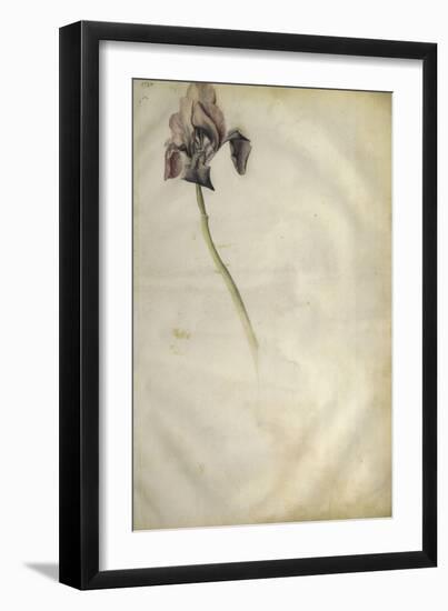 Un iris-Jacopo Bellini-Framed Giclee Print