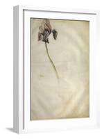 Un iris-Jacopo Bellini-Framed Giclee Print