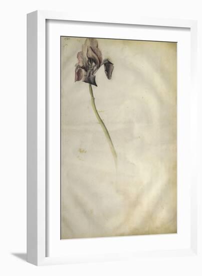 Un iris-Jacopo Bellini-Framed Giclee Print