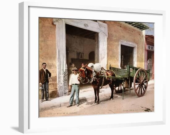 Un Mulo De La Habana, 1900-null-Framed Giclee Print