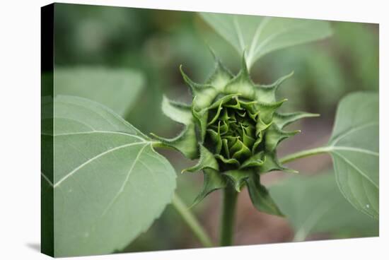 Un-opened sunflower, Renton, Washington State, USA-Savanah Stewart-Stretched Canvas