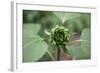 Un-opened sunflower, Renton, Washington State, USA-Savanah Stewart-Framed Photographic Print