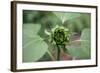 Un-opened sunflower, Renton, Washington State, USA-Savanah Stewart-Framed Photographic Print