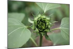 Un-opened sunflower, Renton, Washington State, USA-Savanah Stewart-Mounted Photographic Print