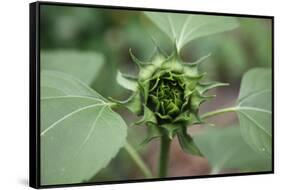 Un-opened sunflower, Renton, Washington State, USA-Savanah Stewart-Framed Stretched Canvas