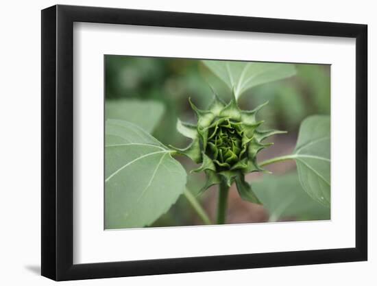 Un-opened sunflower, Renton, Washington State, USA-Savanah Stewart-Framed Photographic Print