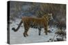 Un Tigre Dans La Neige  (A Tiger in the Snow) Peinture De Hugo Ungewitter (1869-1944) 1912 Collect-Hugo Ungewitter-Stretched Canvas
